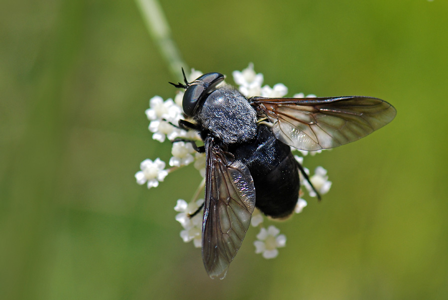 Dasyrhamphis sp. (Tabanidae)